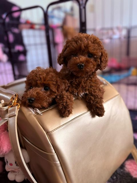 8db2adfe-2711-47d0-9514-152c88eb4cab