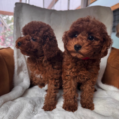 Screenshot 2026-02-26 at 14.48.11