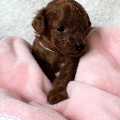 b9f534ff-8c7b-4411-90e0-a77670cd2c57